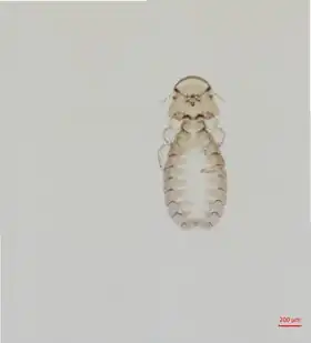 Description de l'image Campanulotes durdeni NHMUK010671543 (1).tif.