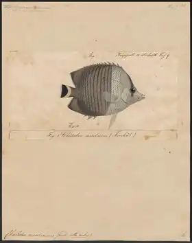 Description de l'image Chaetodon mesoleucus - 1700-1880 - Print - Iconographia Zoologica - Special Collections University of Amsterdam - UBA01 IZ13100170.tif.