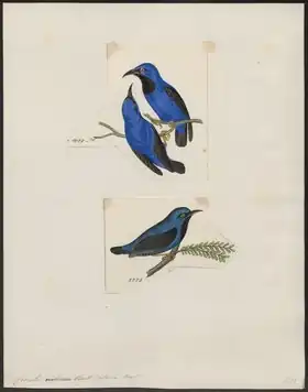 Description de l'image Coereba nitida - 1700-1880 - Print - Iconographia Zoologica - Special Collections University of Amsterdam - UBA01 IZ19000365.tif.