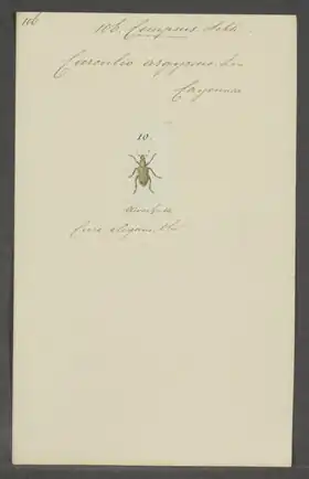 Description de l'image Compsus - Print - Iconographia Zoologica - Special Collections University of Amsterdam - UBAINV0274 029 01 02 0069.tif.