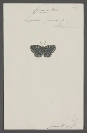 Description de l'image Cremna_-_Print_-_Iconographia_Zoologica_-_Special_Collections_University_of_Amsterdam_-_UBAINV0274_049_18_0036.tif.