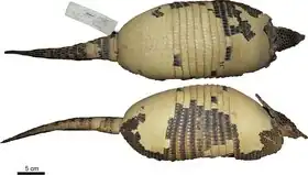 Description de l'image Dasypus mazzai - Feijo et al 2018 holotype.tif.