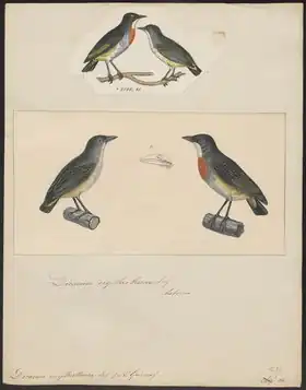Description de l'image Dicaeum erythrothorax - 1700-1880 - Print - Iconographia Zoologica - Special Collections University of Amsterdam - UBA01 IZ19000271.tif.