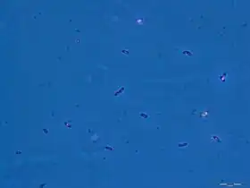 Description de l'image Geobacter sulfurreducens.TIF.