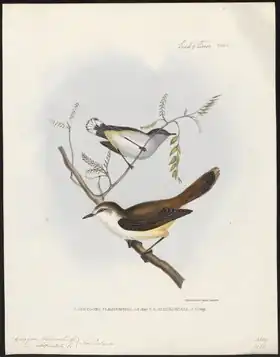 Description de l'image Gerygone flaviventris - 1845-1848 - Print - Iconographia Zoologica - Special Collections University of Amsterdam - UBA01 IZ16200216.tif.