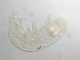 Description de l'image Isohypibius malawiensis Paratype.tif.