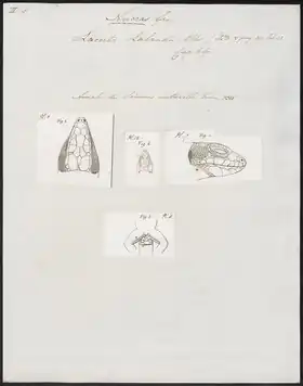Description de l'image Lacerta lalandii - kop - 1700-1880 - Print - Iconographia Zoologica - Special Collections University of Amsterdam - UBA01 IZ12400071.tif.