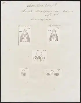 Description de l'image Lacerta savignye - kop, poten en schubben - 1700-1880 - Print - Iconographia Zoologica - Special Collections University of Amsterdam - UBA01 IZ12400113.tif.