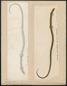 Description de l'image Lacerta tetradactyla - 1700-1880 - Print - Iconographia Zoologica - Special Collections University of Amsterdam - UBA01 IZ12500085.tif.