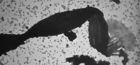 Description de l'image Mariprofundus ferrooxydans PV-1 cell and stalk TEM image.tiff.