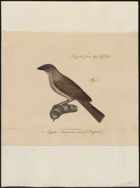 Description de l'image Nigrita luteifrons - 1835 - Print - Iconographia Zoologica - Special Collections University of Amsterdam - UBA01 IZ15900091.tif.