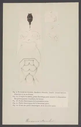 Description de l'image Pandarus cranchii - - Print - Iconographia Zoologica - Special Collections University of Amsterdam - UBAINV0274 006 04 0034.tif.