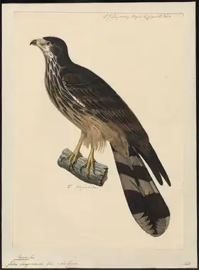 Description de l'image Pernis longicauda - 1825-1839 - Print - Iconographia Zoologica - Special Collections University of Amsterdam - UBA01 IZ18200314.tif.