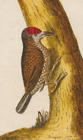 Description de l'image Picumnus minutissimus - 1700-1880 - Print - Iconographia Zoologica - Special Collections University of Amsterdam - UBA01 IZ18700013 (cropped1).tif.