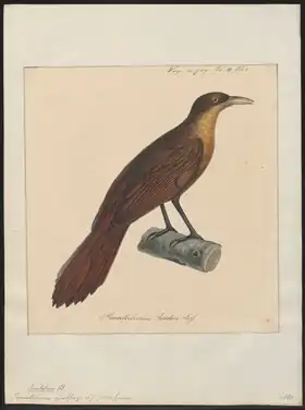 Description de l'image Pomatorhinus geoffroyi - 1825-1838 - Print - Iconographia Zoologica - Special Collections University of Amsterdam - UBA01 IZ16400061.tif.