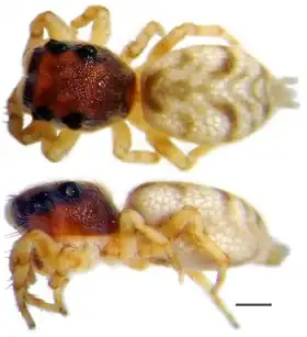 Description de l'image Scoturius tigris (10.1371-journal.pone.0190582) Figure 5 (cropped).tiff.