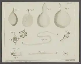 Description de l'image Taenia hydatigena - - Print - Iconographia Zoologica - Special Collections University of Amsterdam - UBAINV0274 105 19 0037.tif.