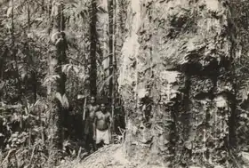 Description de l'image Tapsporen op een copalboom (Agathis Labillardieri) in Nieuw-Guinea, KITLV 98669.tiff.