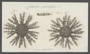 Illustration ancienne.