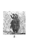 Cleonus marcelli Oust 1937 N. Théobald éch F75 x1,5 P. 396 PL. IX Insectes de Céreste (Basses-Alpes).