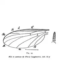 Plecia longiventris femelle holotype éch. Ni7 p.133 pl. II aile et antenne.