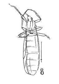 Plecia superba femelle cotype éch. I p.135 pl. XI Inst. Géol. Lyon.