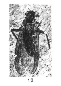 Plecia gigantea♀︎cotype éch. R914.