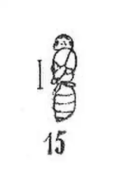 Glaphyromyrmex oligocenicus femelle Wheeler 1937 N. Théobald éch R331 x3 p. 216 Pl. XV Hémnoptères du Sannoisien de Kleinkembs.