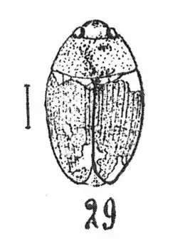Hydrobius convexus Förster 1937 N. Théobald éch. R91 x4 p. 168 pl. XII Coléoptères du Sannoisien de Kleinkembs.