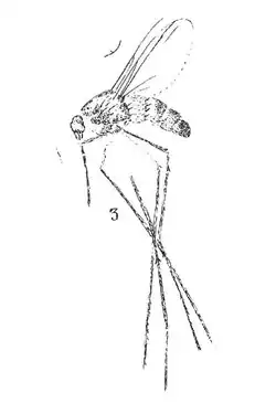 Leia longipes Förster 1937 N. Théobald éch R972 x8 p. 221 pl. XVI Diptères du Sannoisien de Kleinkembs.