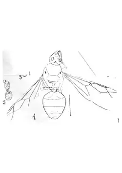 Oecophylla superba 1937 Nicolas Théobald holotype éch. R402 p. 212 pl XV Hymenoptères du Sannoisien de Kleinkembs.