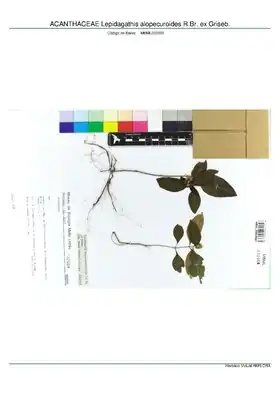 Description de l'image ACANTHACEAE Lepidagathis alopecuroides R.Br. ex Griseb, INMA (MBML032660).pdf.