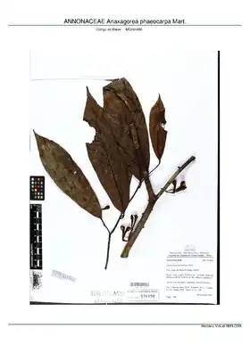 Description de l'image ANNONACEAE Anaxagorea phaeocarpa Mart., MPEG (MG191896).pdf.