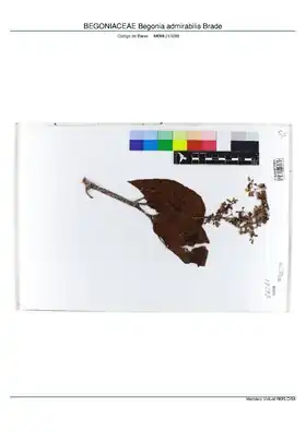 Description de l'image BEGONIACEAE Begonia admirabilis Brade, INMA (MBML013298).pdf.