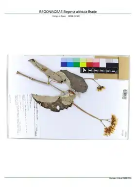 Description de l'image BEGONIACEAE Begonia albidula Brade, INMA (MBML042430).pdf.