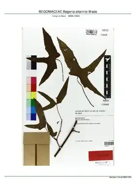 Description de l'image BEGONIACEAE Begonia altamiroi Brade, INMA (MBML038966).pdf.