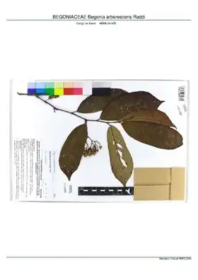 Description de l'image BEGONIACEAE Begonia arborescens Raddi, INMA (MBML041955).pdf.