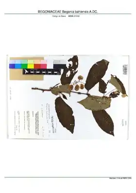 Description de l'image BEGONIACEAE Begonia bahiensis A.DC, INMA (MBML020246).pdf.