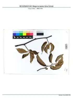 Description de l'image BEGONIACEAE Begonia besleriifolia Schott, INMA (MBML031881).pdf.