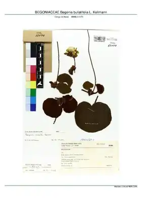 Description de l'image BEGONIACEAE Begonia bullatifolia L. Kollmann, INMA (MBML011070).pdf.