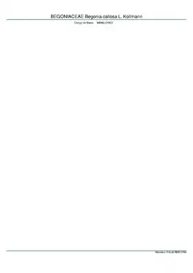 Description de l'image BEGONIACEAE Begonia callosa L. Kollmann, INMA (MBML025402).pdf.