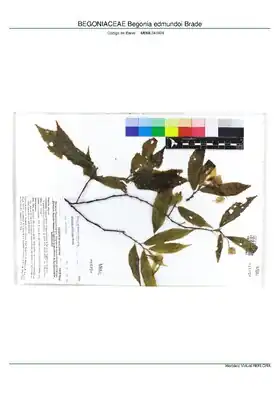 Description de l'image BEGONIACEAE Begonia edmundoi Brade, INMA (MBML041924).pdf.