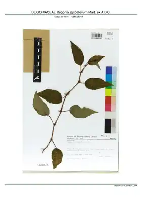 Description de l'image BEGONIACEAE Begonia epibaterium Mart. ex A.DC, INMA (MBML052445).pdf.