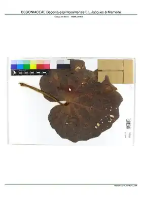 Description de l'image BEGONIACEAE Begonia espiritosantensis E.L.Jacques & Mamede, INMA (MBML041509).pdf.