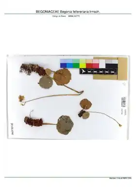 Description de l'image BEGONIACEAE Begonia fellereriana Irmsch, INMA (MBML040770).pdf.
