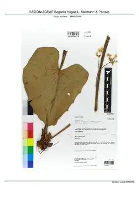 Description de l'image BEGONIACEAE Begonia fragae L. Kollmann & Peixoto, INMA (MBML039049).pdf.