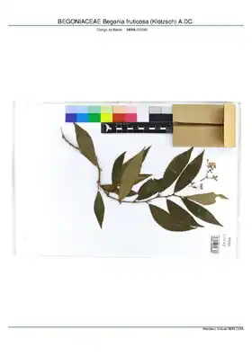 Description de l'image BEGONIACEAE Begonia fruticosa (Klotzsch) A.DC, INMA (MBML032642).pdf.