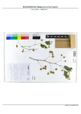 Description de l'image BEGONIACEAE Begonia humilis Dryand, INMA (MBML047042).pdf.