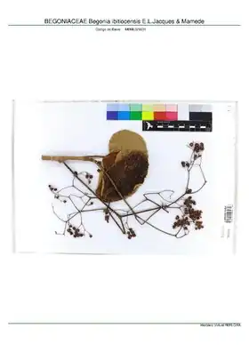 Description de l'image BEGONIACEAE Begonia ibitiocensis E.L.Jacques & Mamede, INMA (MBML029631).pdf.