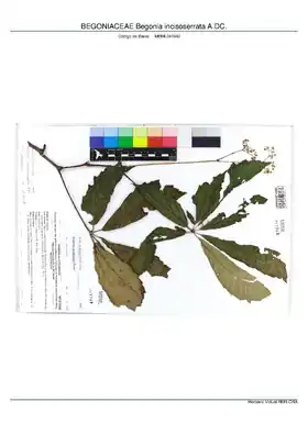 Description de l'image BEGONIACEAE Begonia incisoserrata A.DC, INMA (MBML041942).pdf.